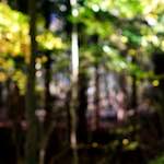 image: Image from the photoset &lsquo;wood (xviii)&rsquo;.