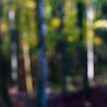 image: Image from the photoset &lsquo;wood (xviii)&rsquo;.