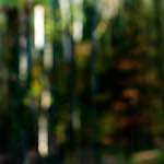 image: Image from the photoset &lsquo;wood (xviii)&rsquo;.