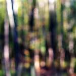 image: Image from the photoset &lsquo;wood (xviii)&rsquo;.