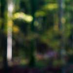 image: Image from the photoset &lsquo;wood (xviii)&rsquo;.