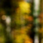 Second image from the photoset 'wood (xix)'.