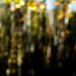 Third image from the photoset 'wood (xix)'.