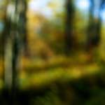 Sixth image from the photoset 'wood (xix)'.