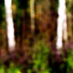 Sixth image from the photoset 'wood (xix)'.