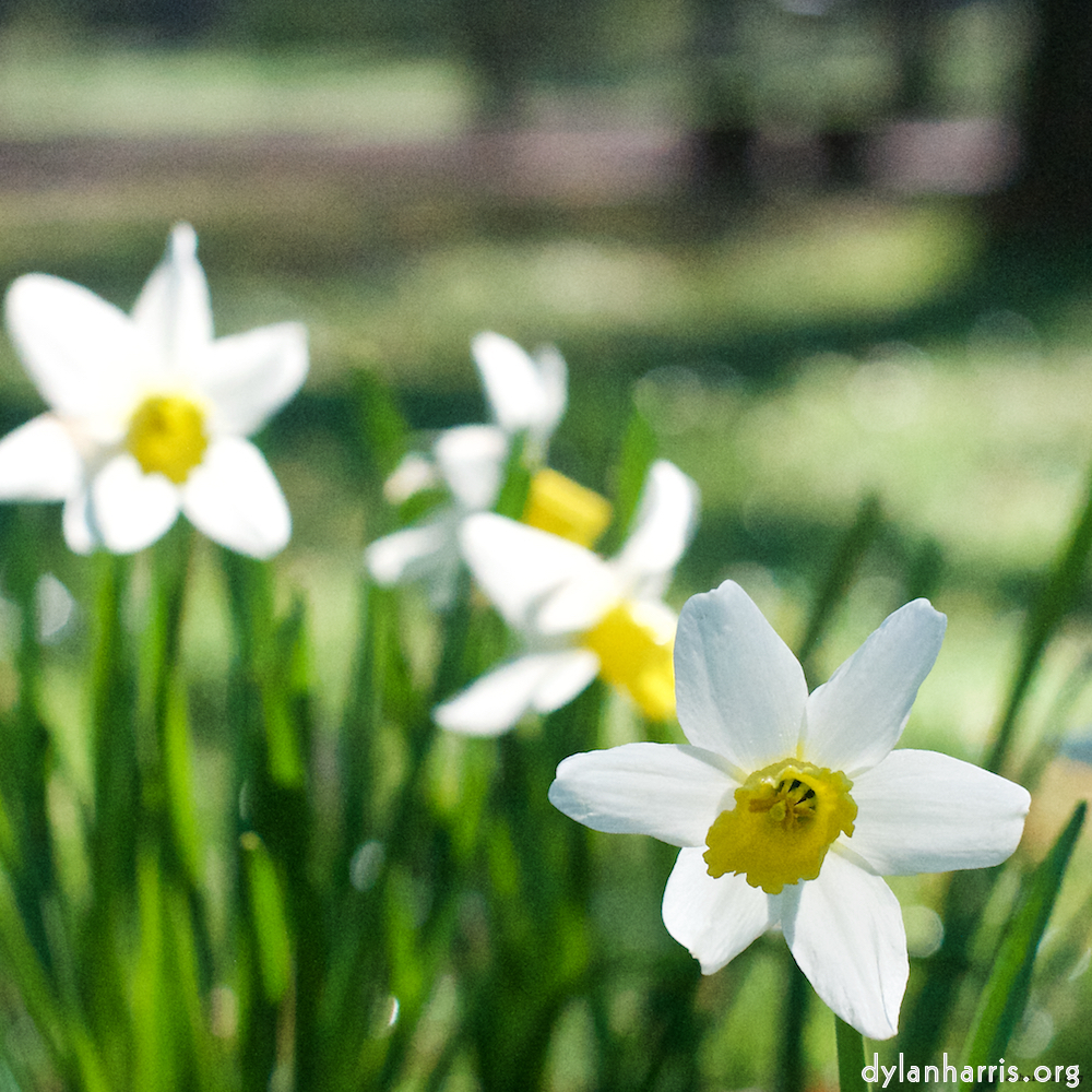 image: This is &lsquo;escher blummen (xxxv) 1&rsquo;.