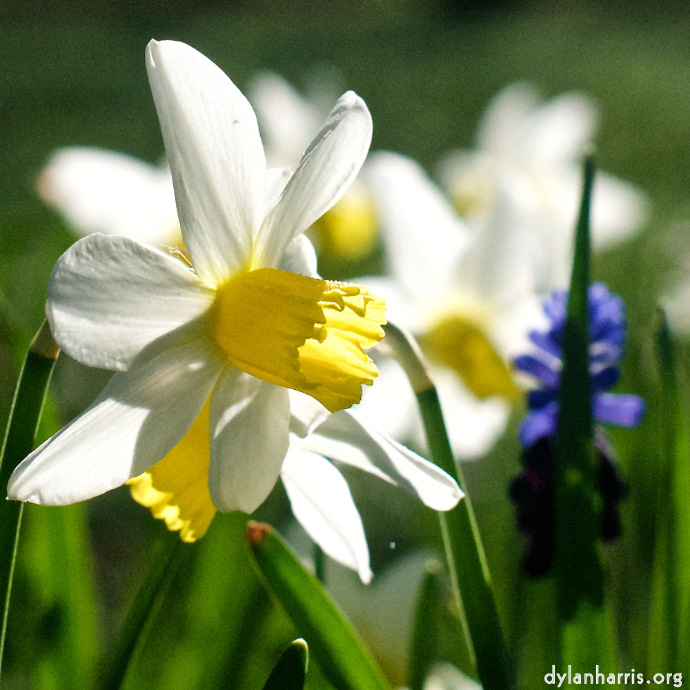 image: This is &lsquo;escher blummen (xxxv) 3&rsquo;.