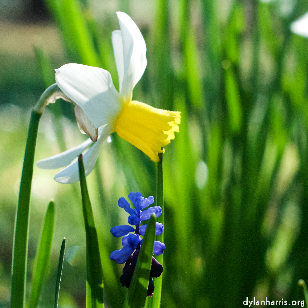 Image: Image 'escher blummen (xxxv) 5'.