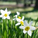 Image: First image from the photoset 'escher blummen (xxxv)'.