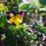 Image: Sixth image from the photoset 'escher blummen (xxxv)'.