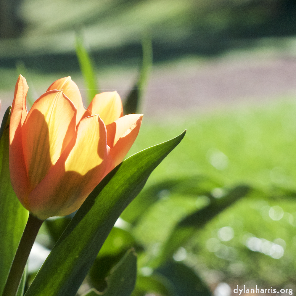 image: This is &lsquo;escher blummen (xxxvi) 1&rsquo;.