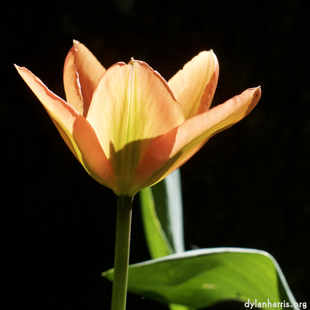 image: Dr&auml;i fotosete vun escher Blummen.