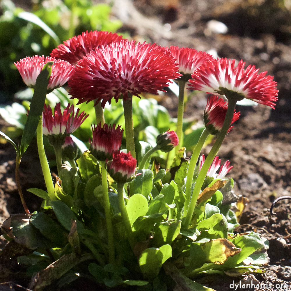 image: This is &lsquo;escher blummen (xxxvi) 4&rsquo;.