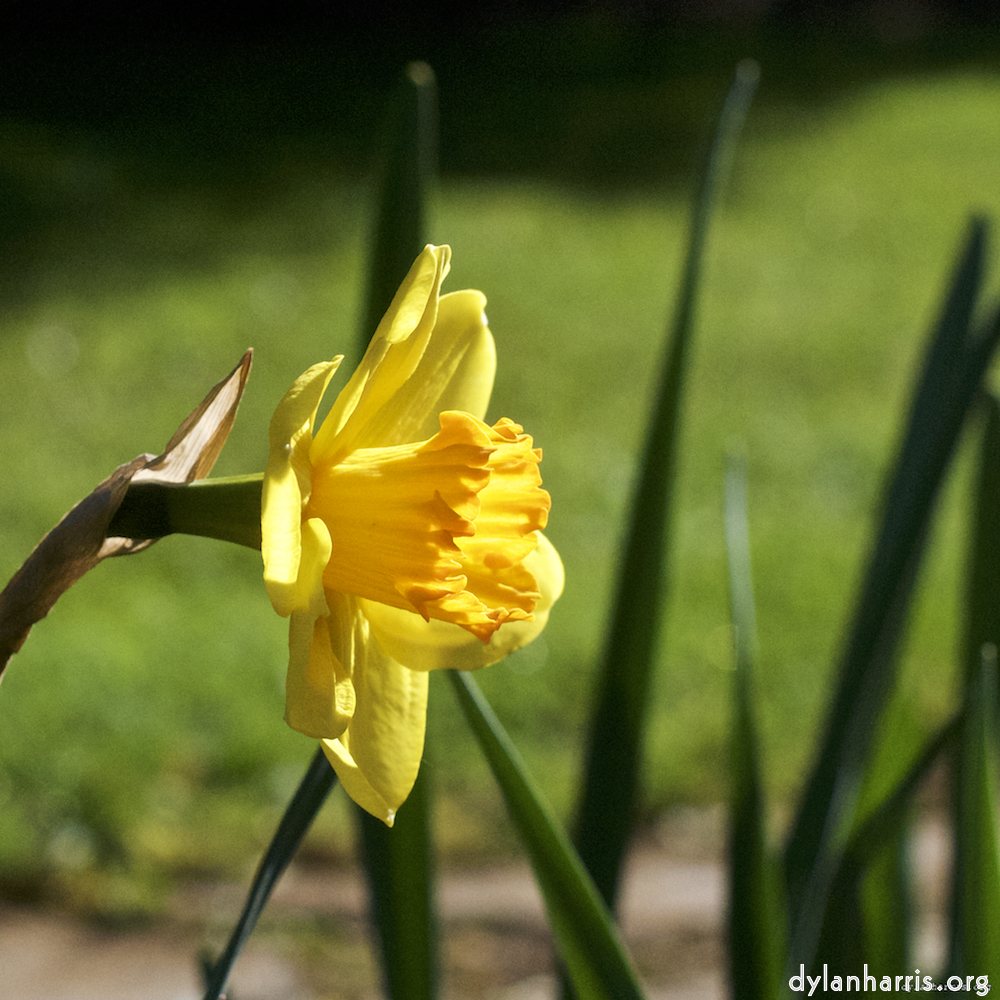 Image: Image 'escher blummen (xxxvi) 5'.