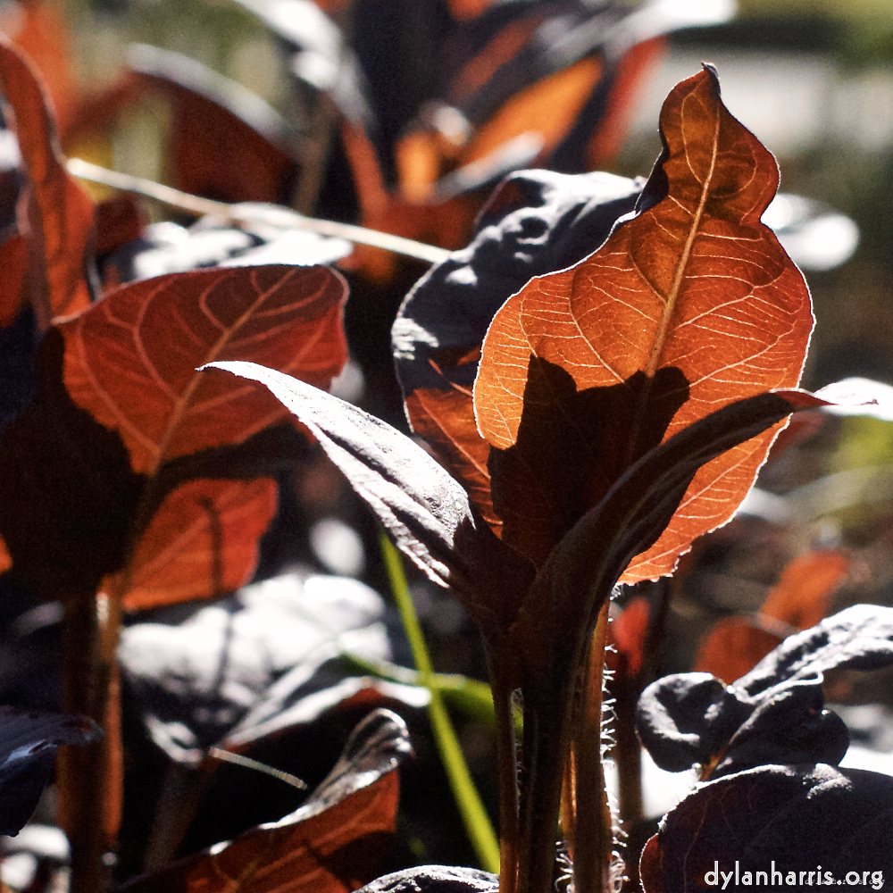 Image: Image 'escher blummen (xxxvi) 6'.