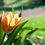 image: Image from the photoset &lsquo;escher blummen (xxxvi)&rsquo;.