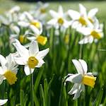 image: Image from the photoset &lsquo;escher blummen (xxxvi)&rsquo;.