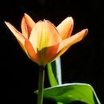 image: Image from the photoset &lsquo;escher blummen (xxxvi)&rsquo;.