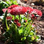 image: Image from the photoset &lsquo;escher blummen (xxxvi)&rsquo;.