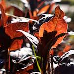 image: Image from the photoset &lsquo;escher blummen (xxxvi)&rsquo;.