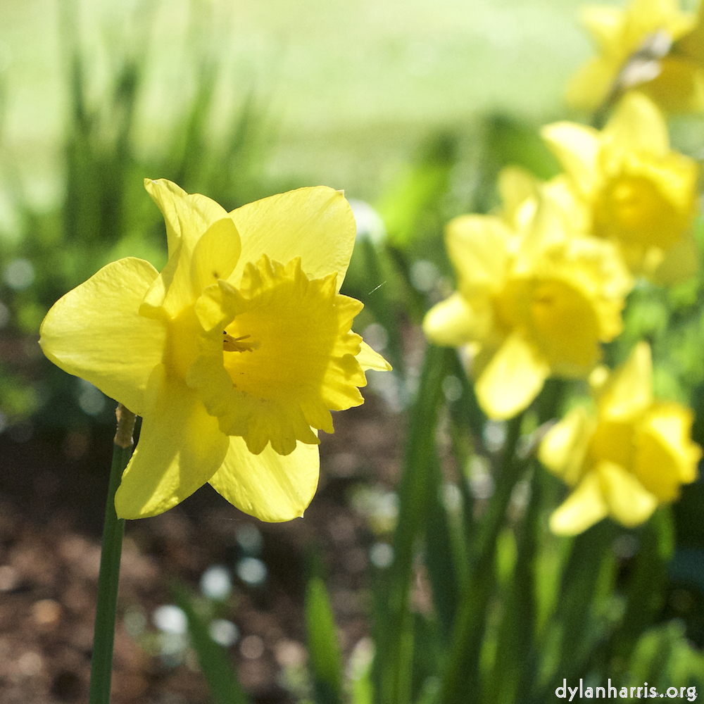 Image: Image 'escher blummen (xxxvii) 3'.