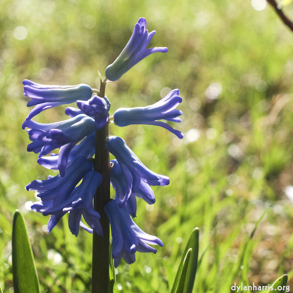 image: This is &lsquo;escher blummen (xxxvii) 4&rsquo;.