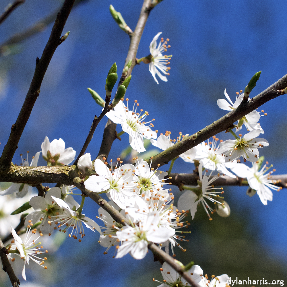 Image: Image 'escher blummen (xxxvii) 5'.