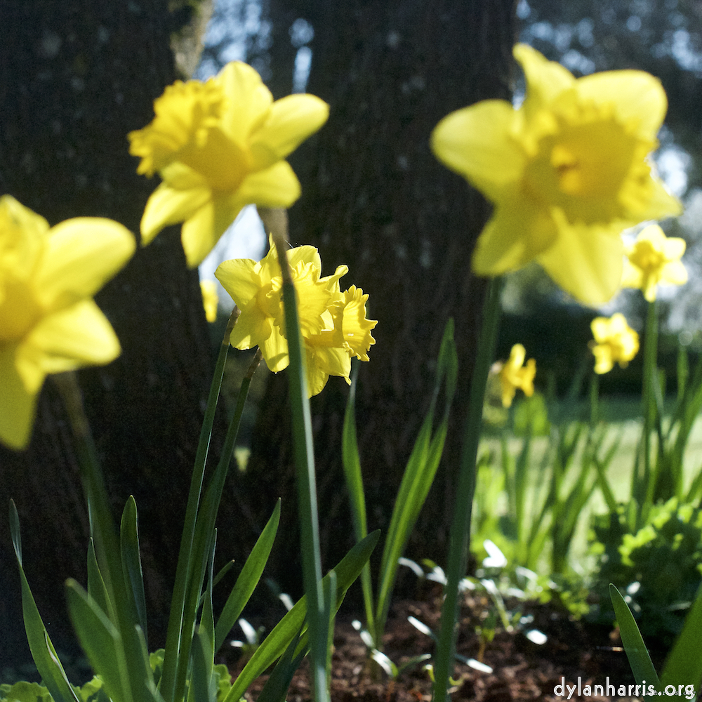 image: Dr&auml;i fotosete vun escher Blummen.