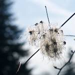 Image: Second image from the photoset 'escher blummen (xxxvii)'.