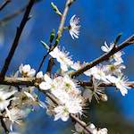 Image: Fifth image from the photoset 'escher blummen (xxxvii)'.