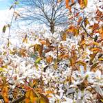 image: Image from the photoset &lsquo;konscht am gronn (i)&rsquo;.