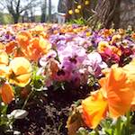 image: Image from the photoset &lsquo;konscht am gronn (i)&rsquo;.