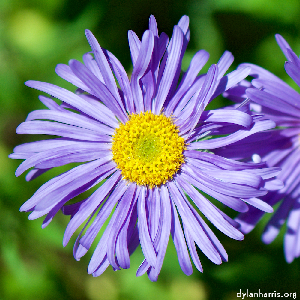 image: This is &lsquo;escher blummen (cxxxi) 1&rsquo;.