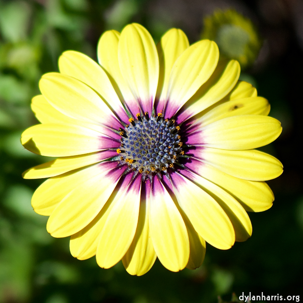 image: This is &lsquo;escher blummen (cxxxi) 2&rsquo;.