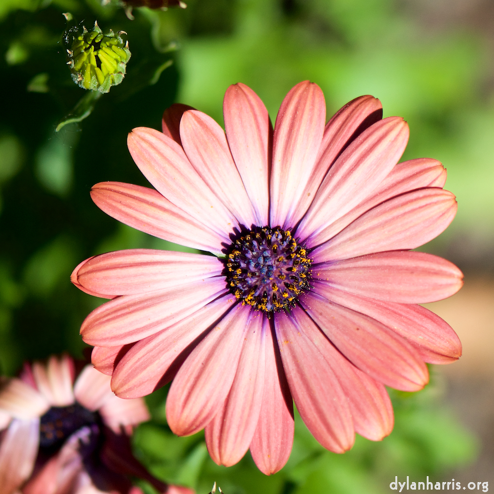 image: This is &lsquo;escher blummen (cxxxi) 3&rsquo;.