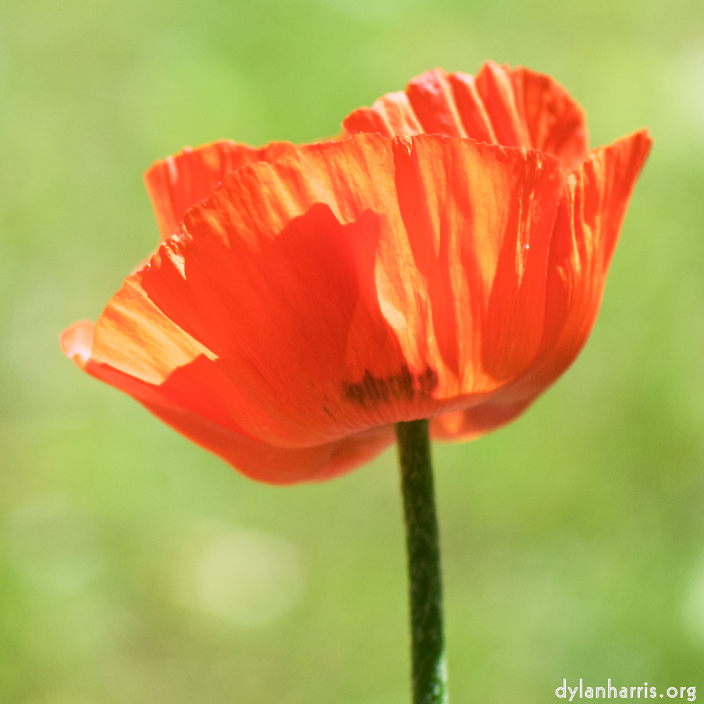 image: This is &lsquo;escher blummen (cxxxi) 6&rsquo;.