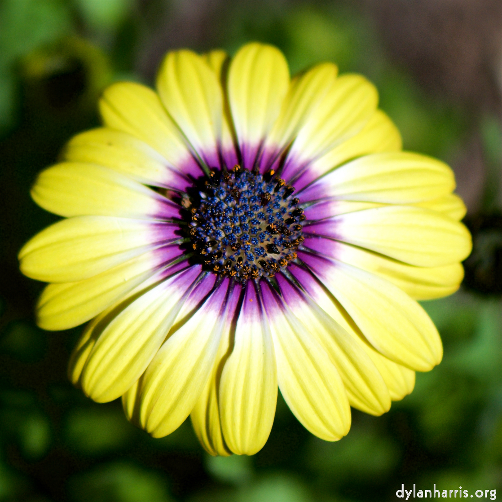 image: This is &lsquo;escher blummen (cxxxi) 8&rsquo;.