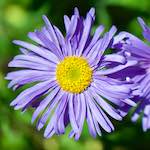 image: Image from the photoset &lsquo;escher blummen (cxxxi)&rsquo;.