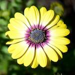 image: Image from the photoset &lsquo;escher blummen (cxxxi)&rsquo;.