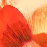 image: Image from the photoset &lsquo;escher blummen (cxxxi)&rsquo;.