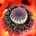 image: escher&nbsp;blummen