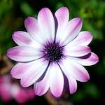 image: Image from the photoset &lsquo;escher blummen (cxxxi)&rsquo;.