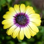 image: Image from the photoset &lsquo;escher blummen (cxxxi)&rsquo;.