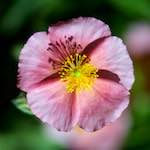 image: Image from the photoset &lsquo;escher blummen (cxxxi)&rsquo;.