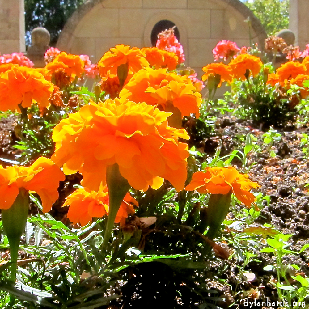 image: This is &lsquo;flower (xx) 1&rsquo;.