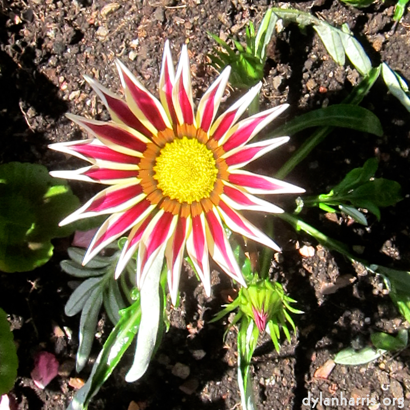 image: This is &lsquo;flower (xx) 3&rsquo;.