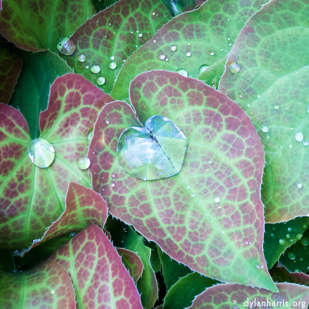 image: This is &lsquo;flower (xx) 4&rsquo;.