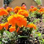 image: Image from the photoset &lsquo;flower (xx)&rsquo;.