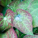 image: Image from the photoset &lsquo;flower (xx)&rsquo;.