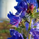 image: Image from the photoset &lsquo;flower (xx)&rsquo;.